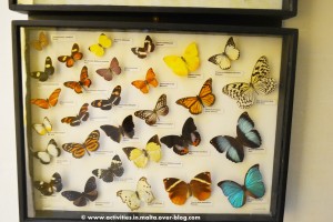 National-Museum-of-Natural-History-0661
